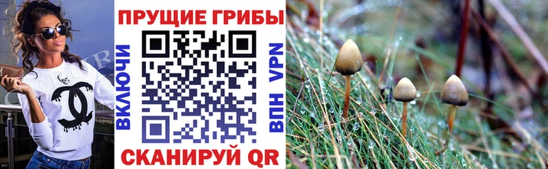 мега ссылка  Киренск  Псилоцибиновые грибы Cubensis  где найти наркотики 